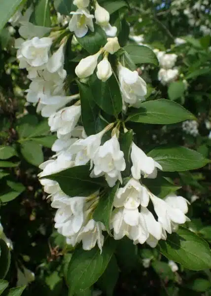 Where to plant Weigela 'Candida' (Weigela 'Candida')_2