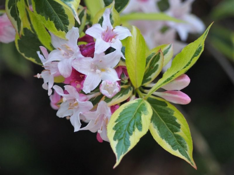 Weigela 'Florida Variegata' (Weigela 'Florida Variegata')