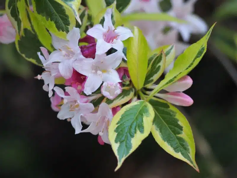 Weigela 'Florida Variegata' (Weigela 'Florida Variegata')