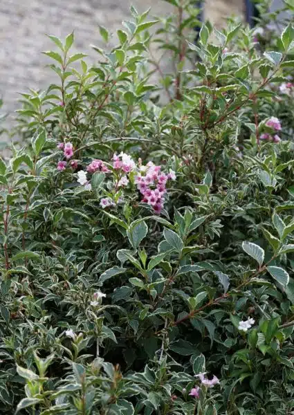 How to plant Weigela 'Florida Variegata' (Weigela 'Florida Variegata')_1