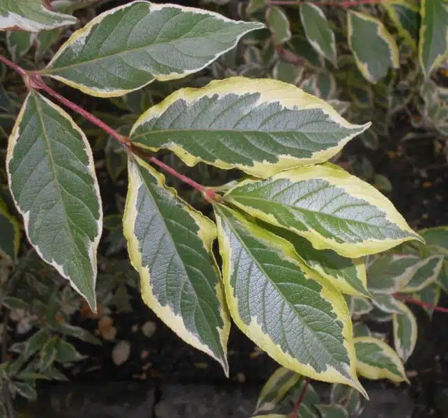 Where to plant Weigela 'Florida Variegata' (Weigela 'Florida Variegata')_2