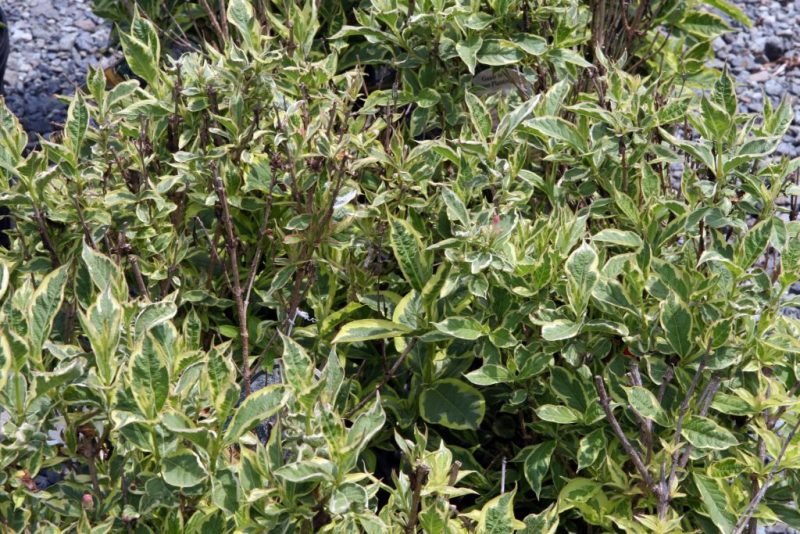 Weigela 'Nana Variegata' (Weigela 'Nana Variegata')