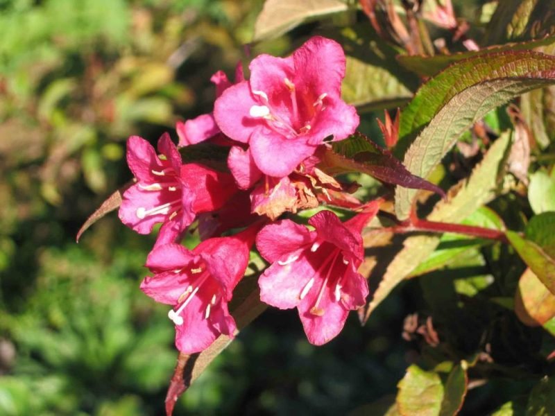 Weigela 'Red Prince' (Weigela 'Red Prince')