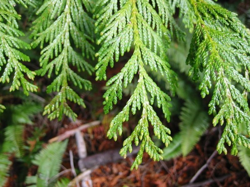 Western red cedar (Thuja plicata)