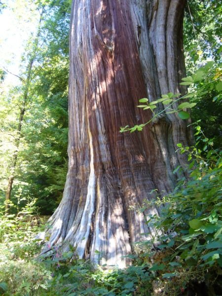 How to plant Western red cedar (Thuja plicata)_1