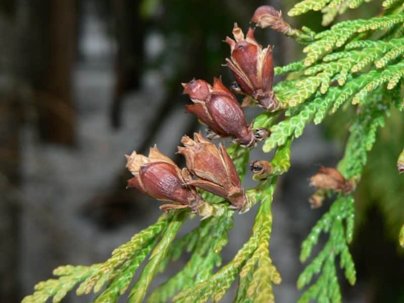 Where to plant Western red cedar (Thuja plicata)_2