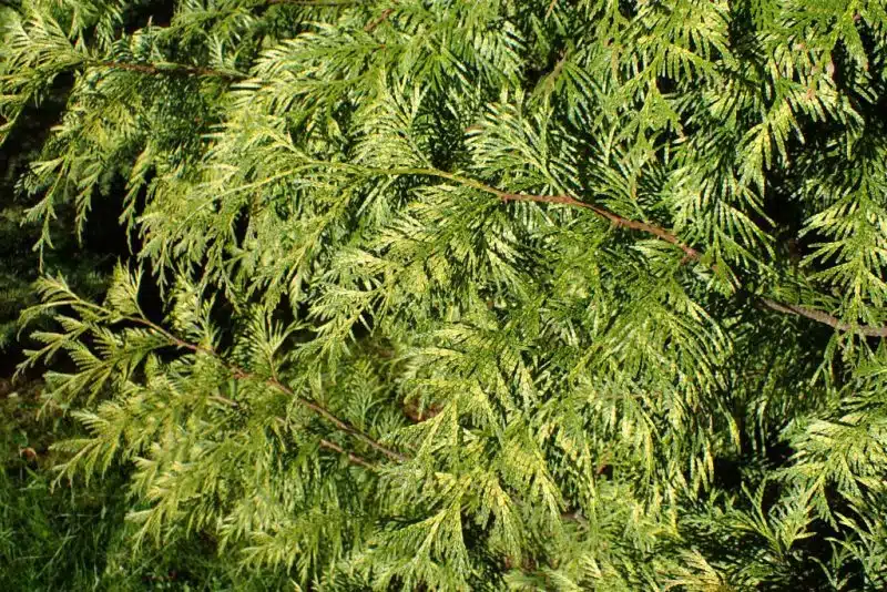 Western red cedar 'Zebrina' (Thuja plicata 'Zebrina')
