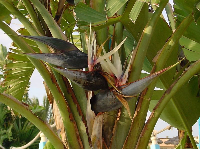 White bird of paradise (Strelitzia nicolai)