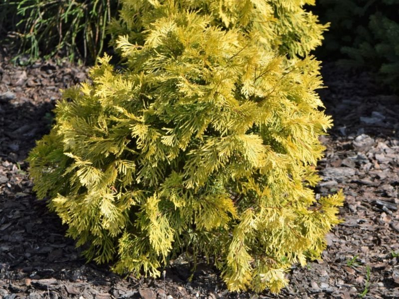 White cedar 'Amber Glow' (Thuja occidentalis 'Amber Glow')