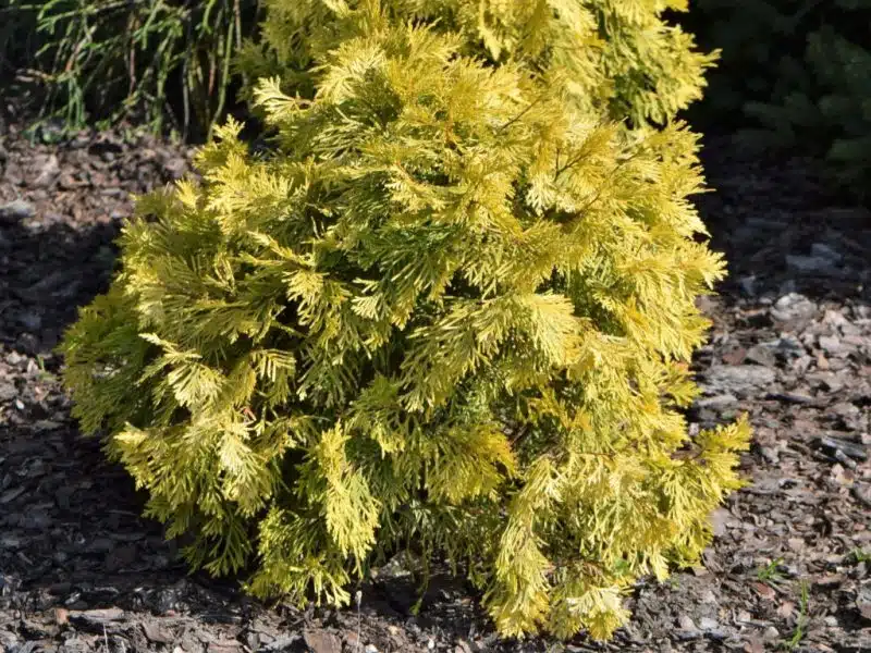 White cedar 'Amber Glow' (Thuja occidentalis 'Amber Glow')
