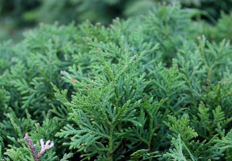 White cedar 'Danica' (Thuja occidentalis 'Danica')
