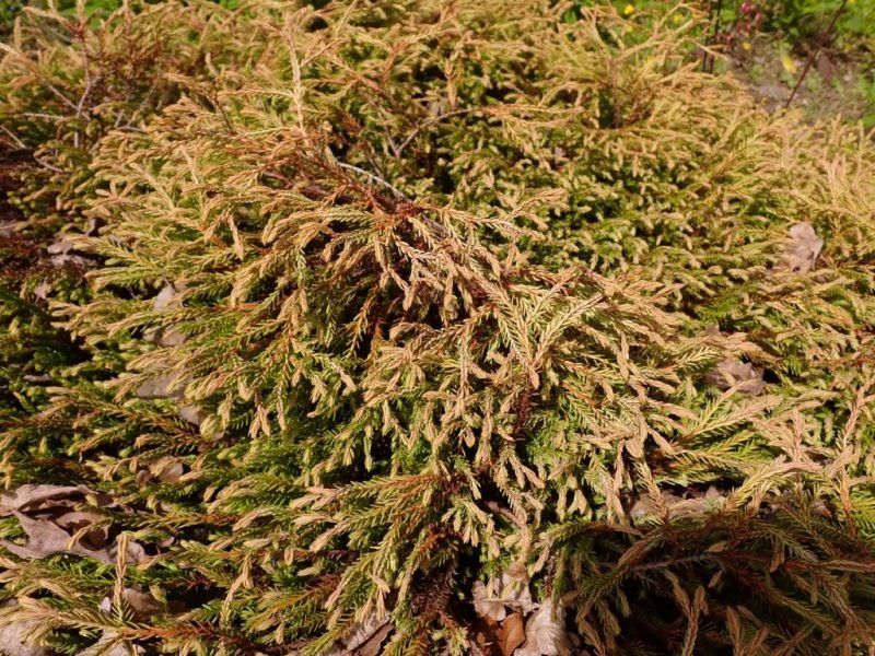 White cedar 'Golden Tuffet' (Thuja occidentalis 'Golden Tuffet')