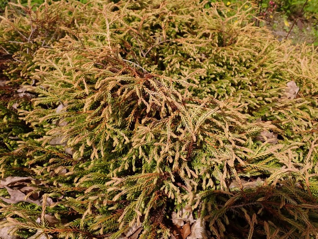 White cedar 'Golden Tuffet' (Thuja occidentalis 'Golden Tuffet')