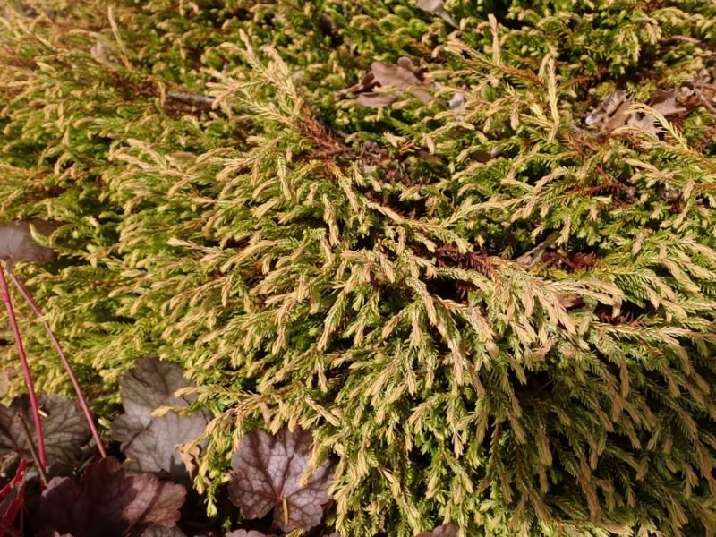 Where to plant White cedar 'Golden Tuffet' (Thuja occidentalis 'Golden Tuffet')_2