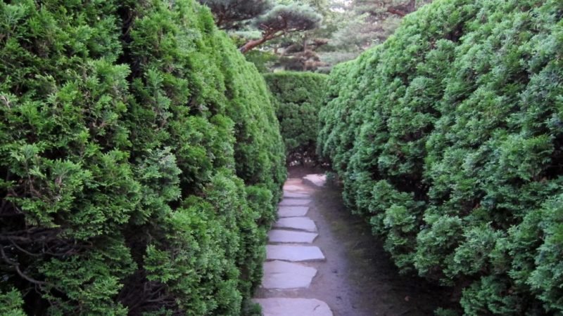 White cedar 'Holmstrup' (Thuja occidentalis 'Holmstrup')
