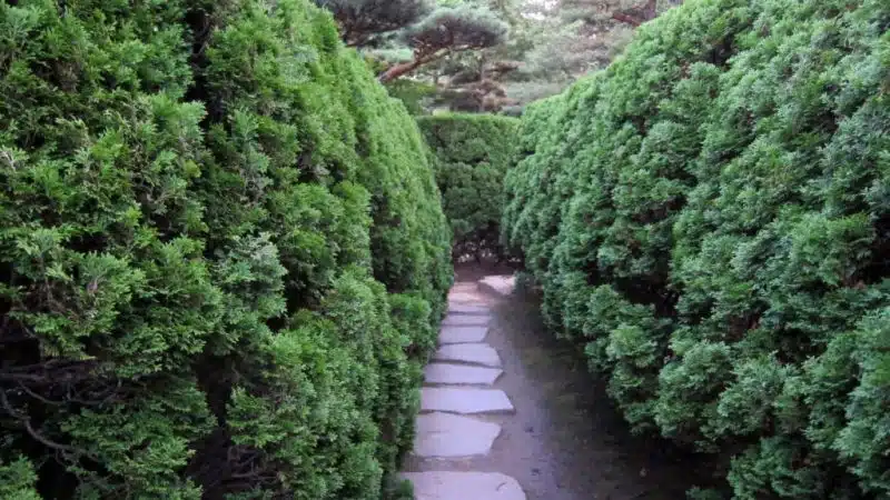 White cedar 'Holmstrup' (Thuja occidentalis 'Holmstrup')