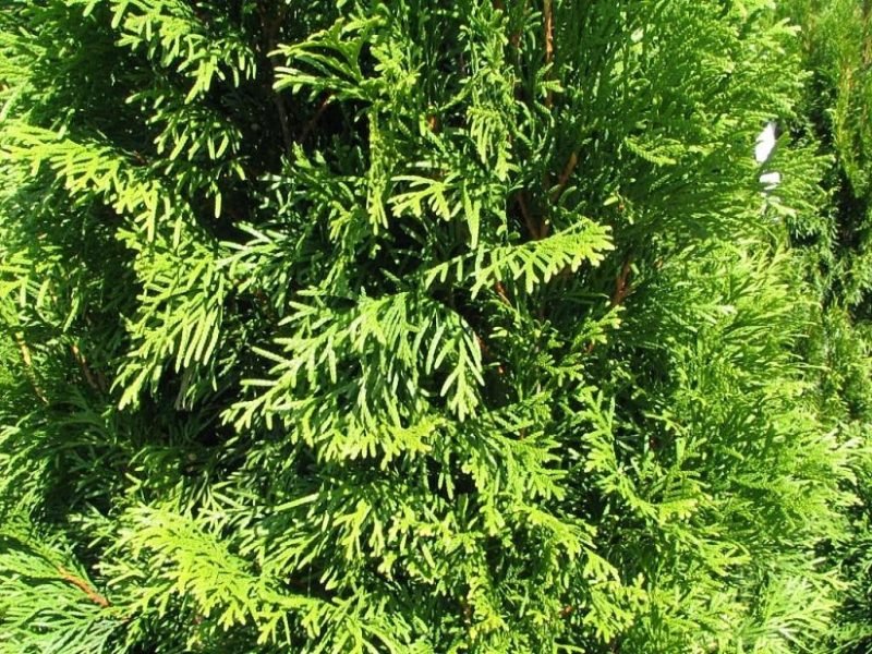 White cedar 'Smaragd' (Thuja occidentalis 'Smaragd')