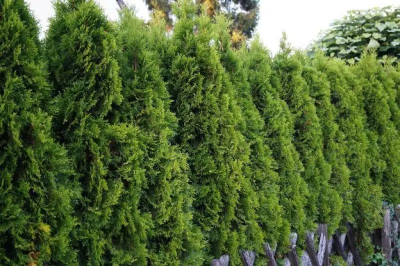 How to plant White cedar 'Smaragd' (Thuja occidentalis 'Smaragd')_1