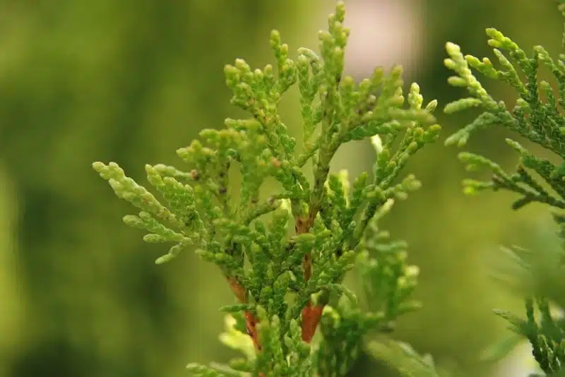 Where to plant White cedar 'Smaragd' (Thuja occidentalis 'Smaragd')_2