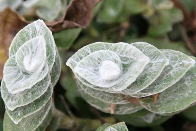 White velvet (Tradescantia sillamontana)