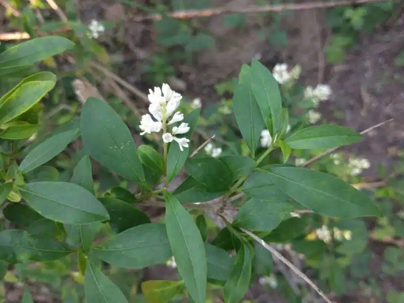 Wild privet (Ligustrum vulgare)