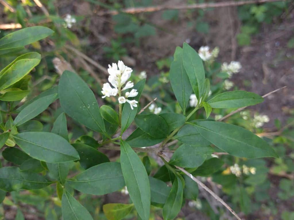 Wild privet (Ligustrum vulgare)