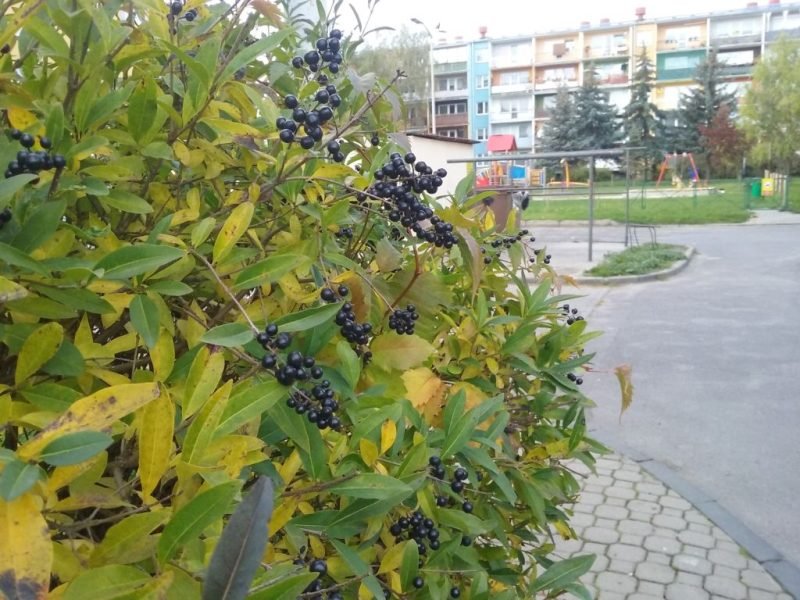 How to plant Wild privet (Ligustrum vulgare)_1