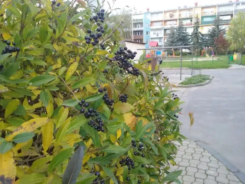 How to plant Wild privet (Ligustrum vulgare)_1