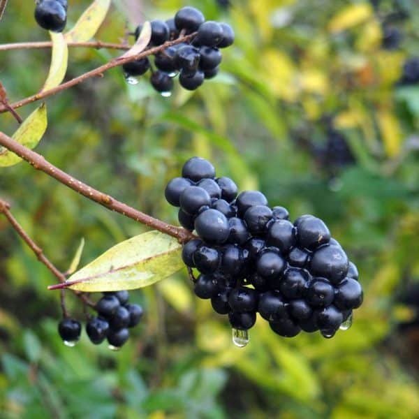 Where to plant Wild privet (Ligustrum vulgare)_2