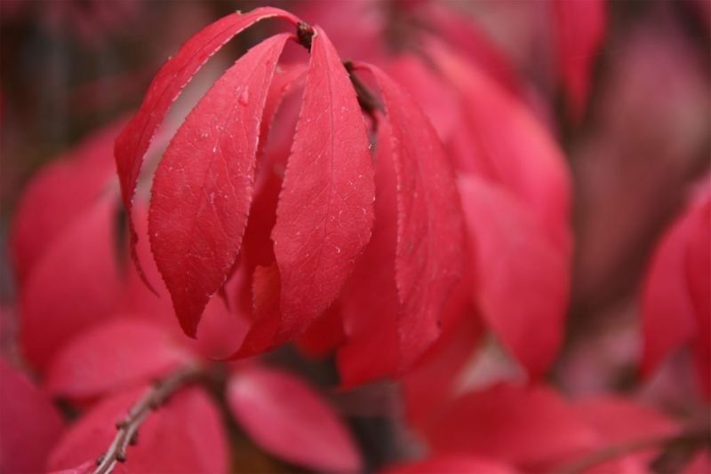 Winged spindle (Euonymus alatus)