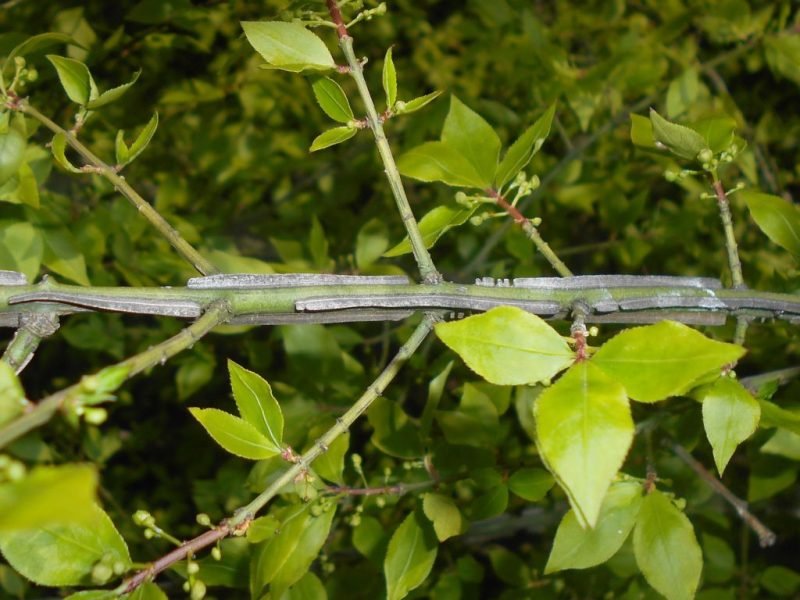 Where to plant Winged spindle (Euonymus alatus)_2