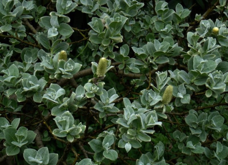 Woolly willow (Salix lanata)