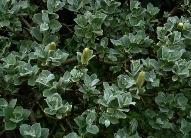 Woolly willow (Salix lanata)