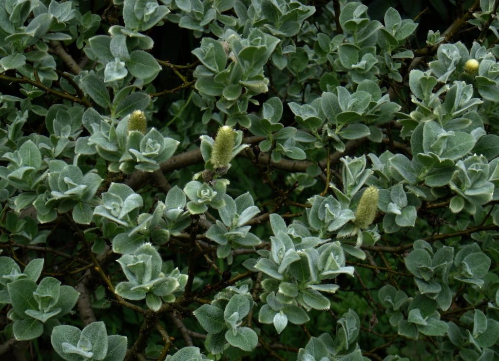 Woolly willow (Salix lanata)