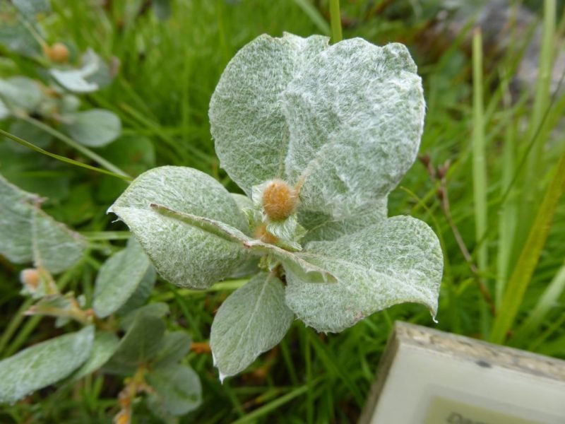 How to plant Woolly willow (Salix lanata)_1