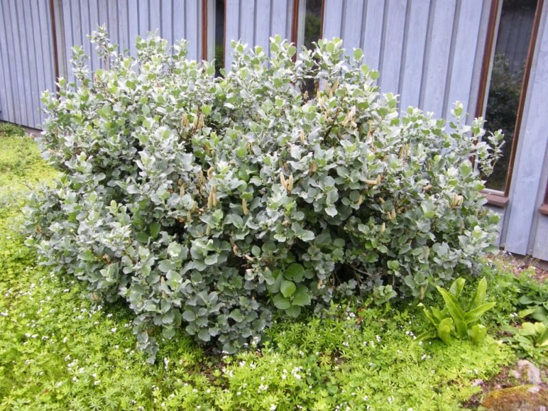 Where to plant Woolly willow (Salix lanata)_2
