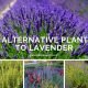 7 Alternative Plants to Lavender for Your Garden - www.dearplants.com