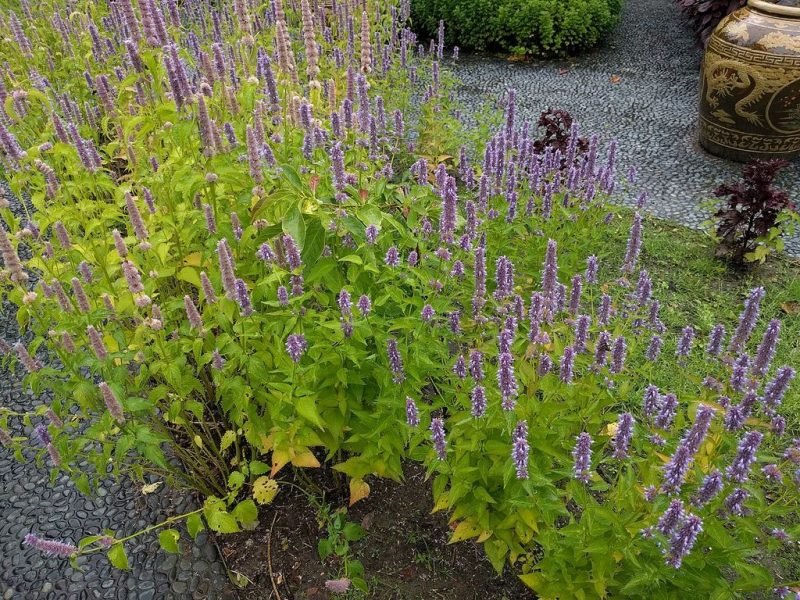 Agastache