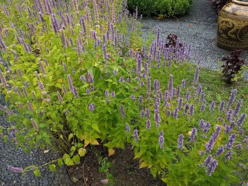 Agastache