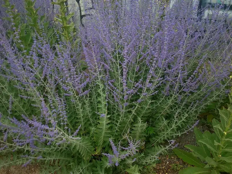Russian Sage (Perovskia atriplicifolia)
