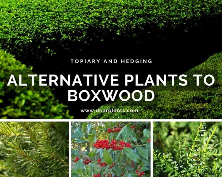 Alternative plants to Boxwood for Topiary and Hedging