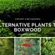 Alternative plants to Boxwood for Topiary and Hedging