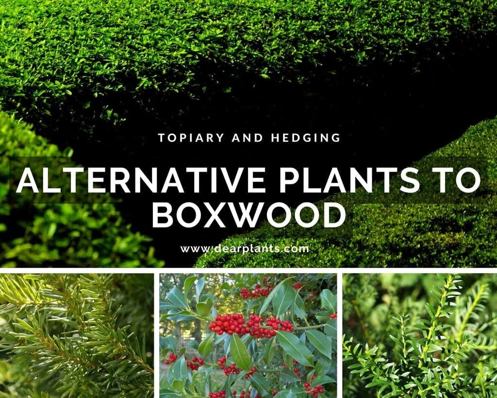 Alternative plants to Boxwood for Topiary and Hedging Dear Plants
